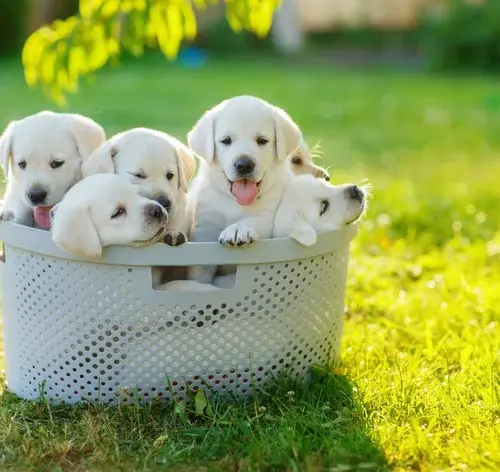 até que idade o cachorro cresce