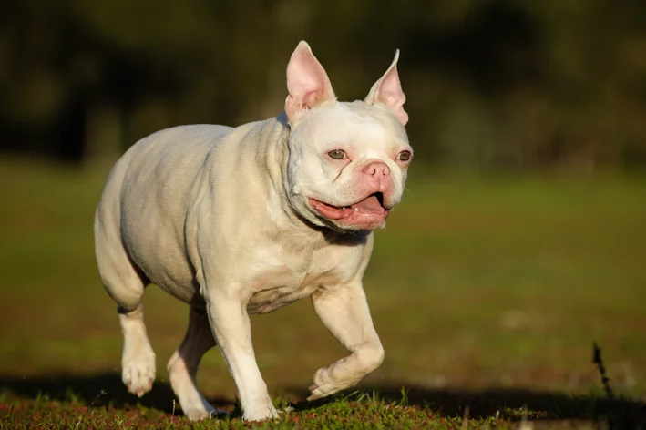 cachorro com albinismo correndo