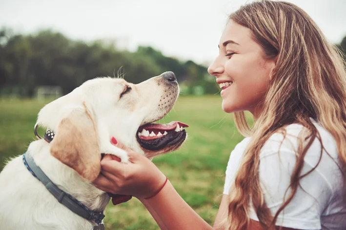 cão com aparelho