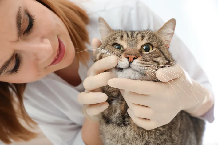 dente de gato