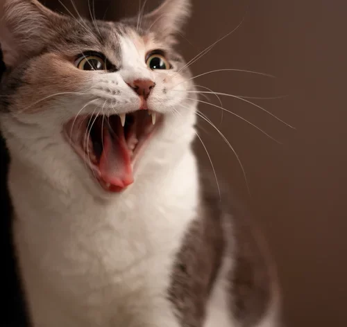 sintomas de raiva em gatos