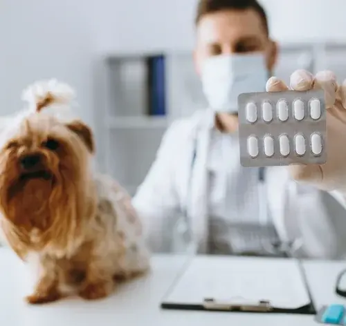 De quanto em quanto tempo dar vermífugo para cachorro
