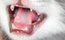 dente de gato cai