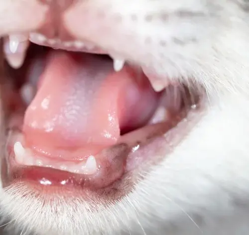 dente de gato cai