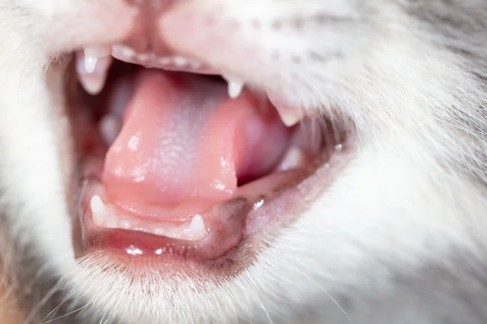 dente de gato cai