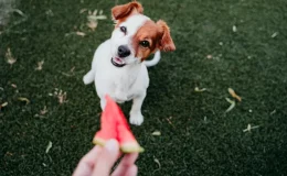 Cachorro pode comer melancia: benefícios e cuidados para oferecer