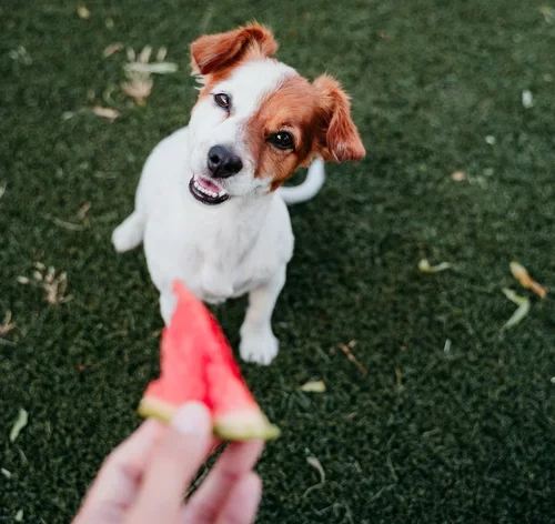 Cachorro da raça Jack Russell Terrier comendo um pedaço de melancia.