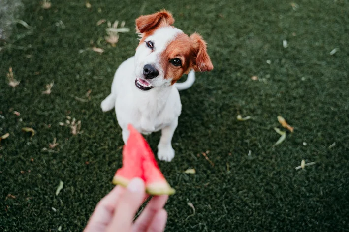 cachorro pode comer melancia