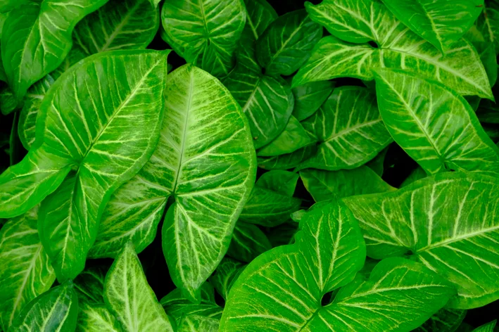 Syngonium podophyllum Neon Robusta