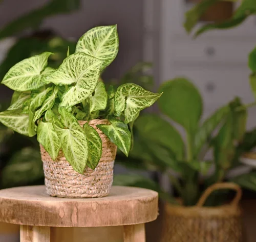 planta singonio