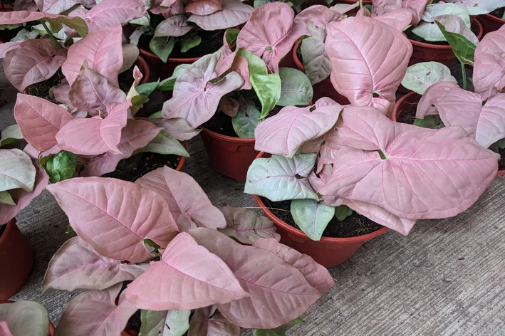 Syngonium podophyllum 'Pink Allusion'