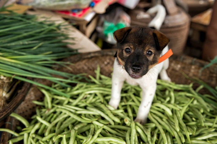 cachorro pode comer vagem