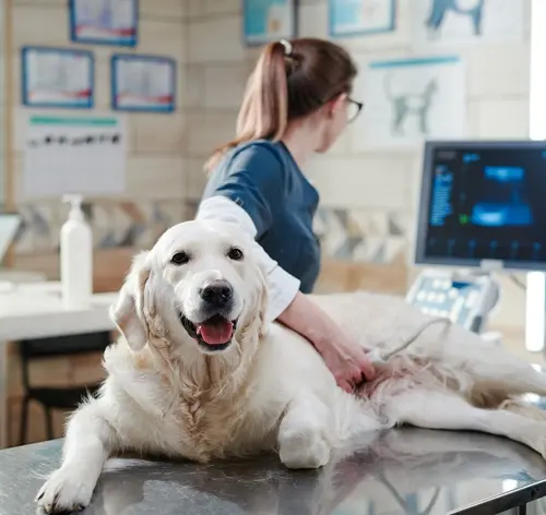 pancreatite em cães