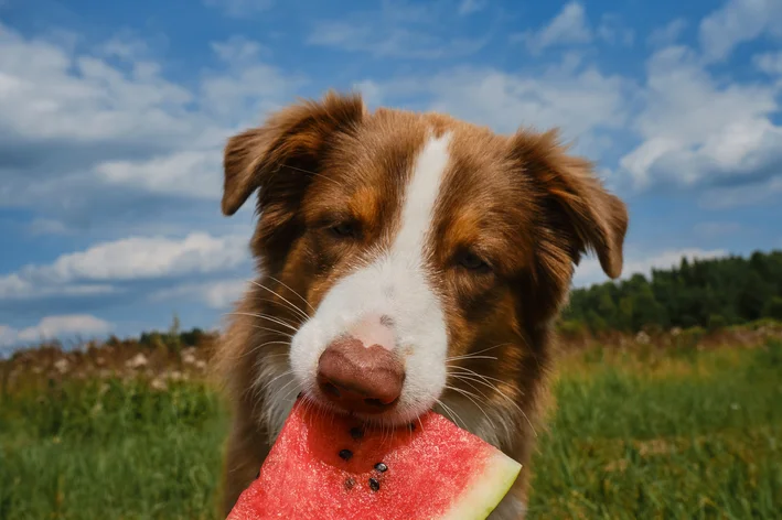 melancia pode dar para cachorro 