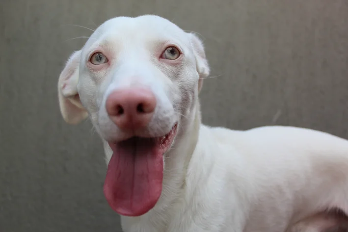 cachorro albino