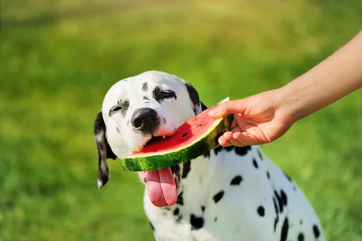 melancia para cachorros 