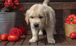 Cachorro da raça Golden Retriever na fase filhote cercado por tomates em um ambiente externo.