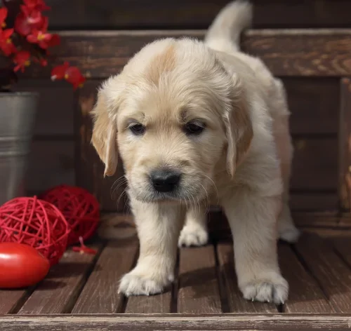 Cachorro da raça Golden Retriever na fase filhote cercado por tomates em um ambiente externo.