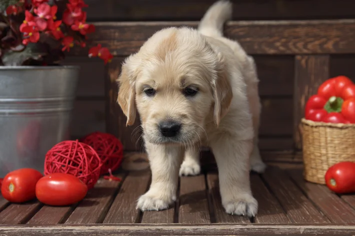 tomate para cachorro