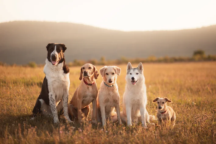 tamanho dos cachorros