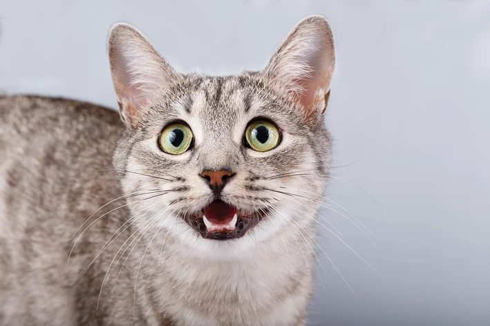 queda de dentes em gatos
