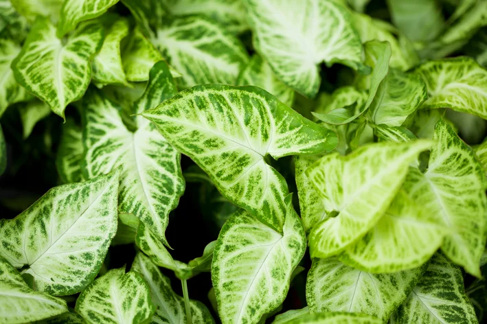 Syngonium podophyllum 'White Butterfly'