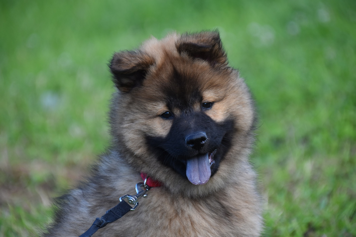 cachorro com a lingua roxa