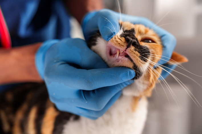 Como diagnosticar gengivite em gatos