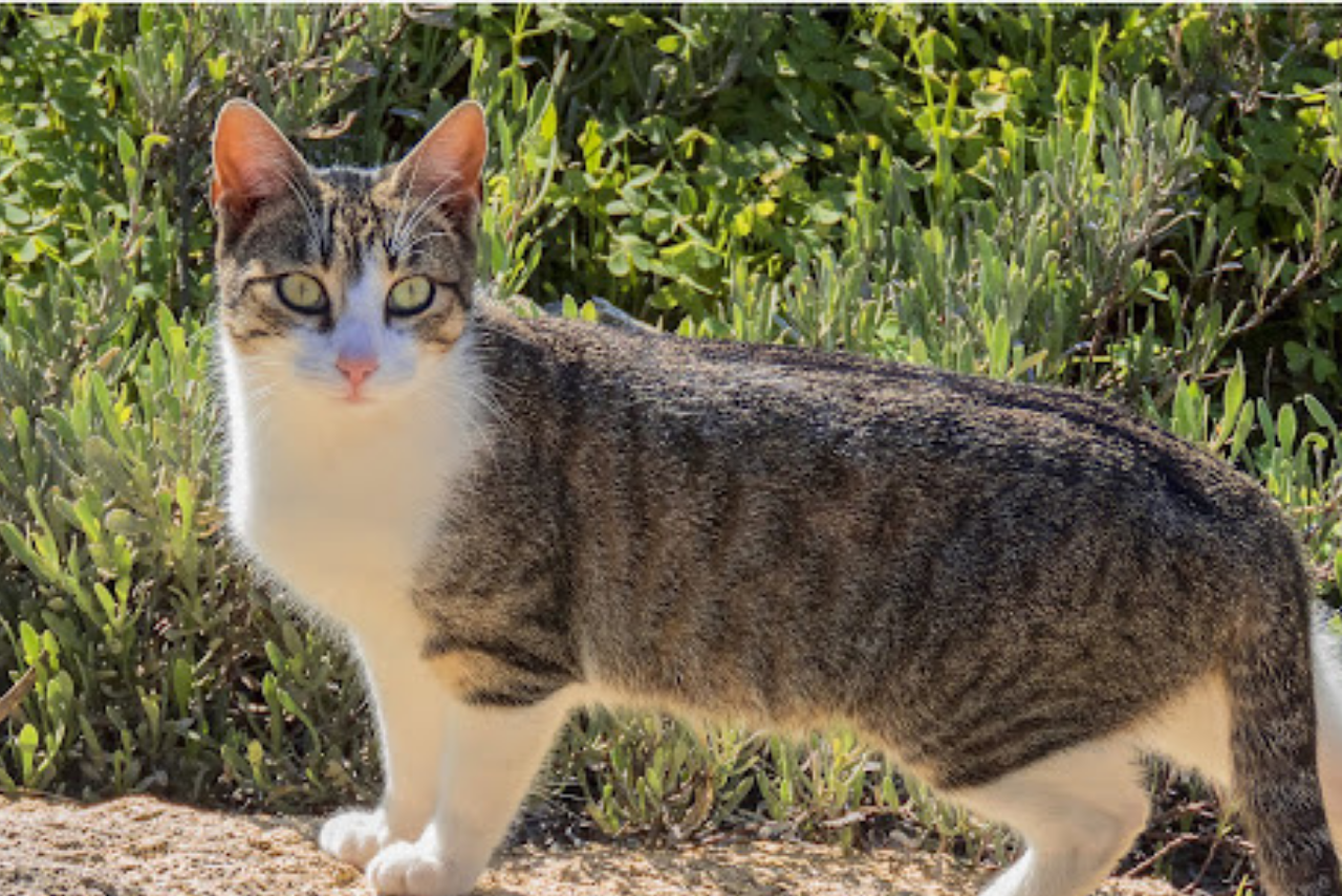 curiosidades sobre gatos