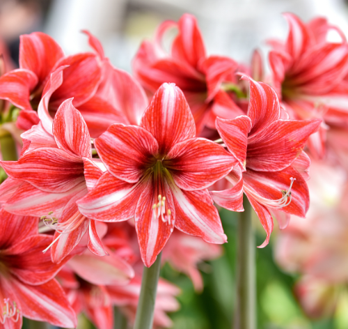 Amarilis