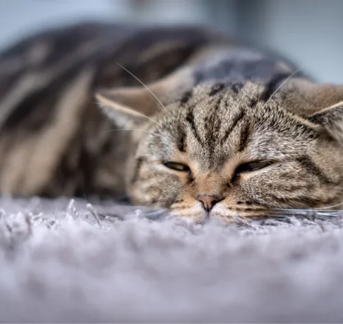 Conheça os sintomas, causas e tratamentos para anemia em gatos 1