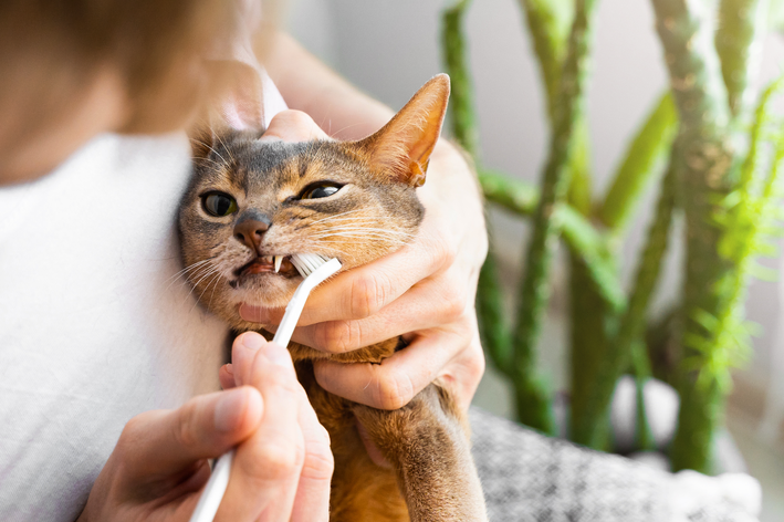 Gato escovando os dentes