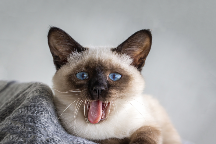 Gengitvite em gatos predisposição