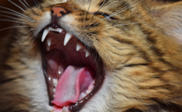 Gengivite em gatos