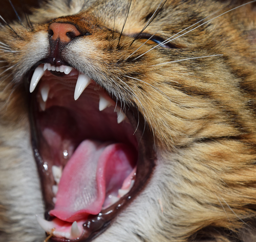 Gengivite em gatos