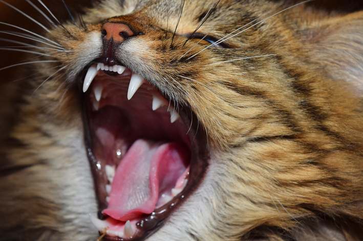 Gengivite em gatos