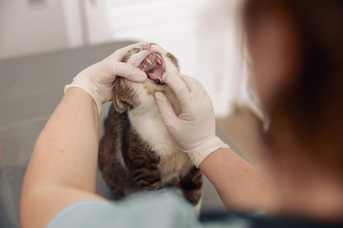 Quais os sintomas de gengivite em gatos