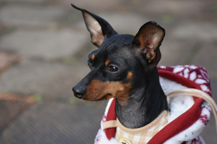 pinscher alemão