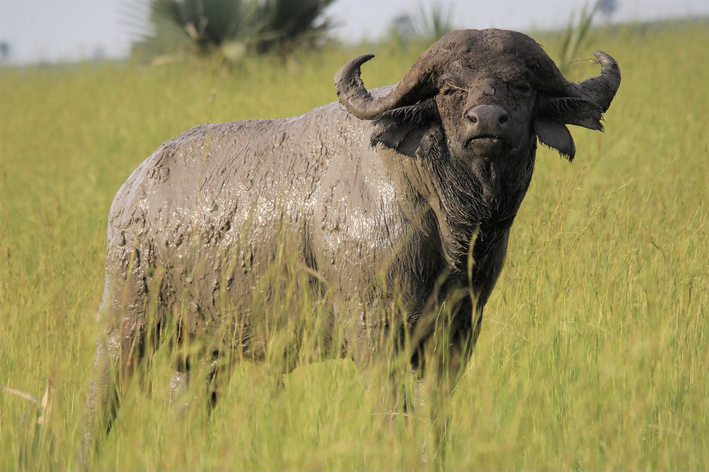 bufalo africano