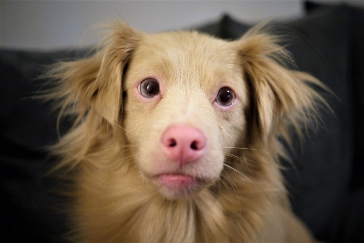 cachorro albino