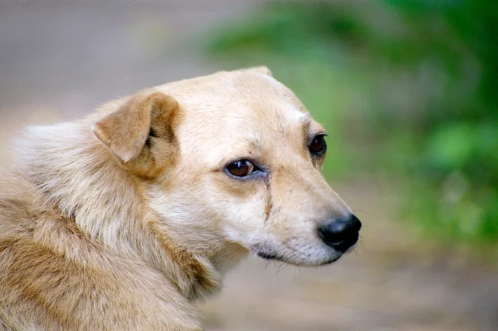 cachorro chorando