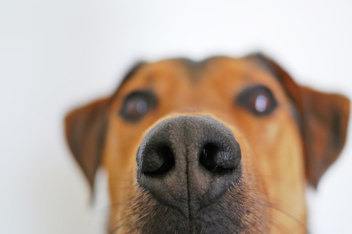 cachorro com cheiro forte na pele