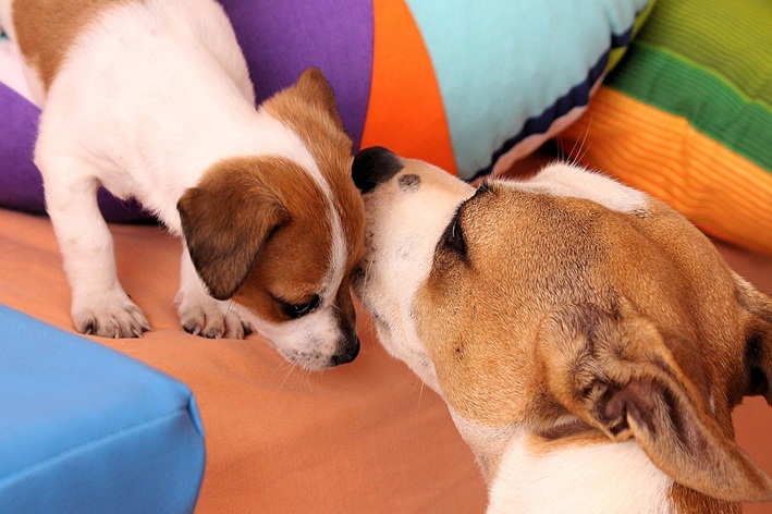 cachorro com cheiro forte na pele