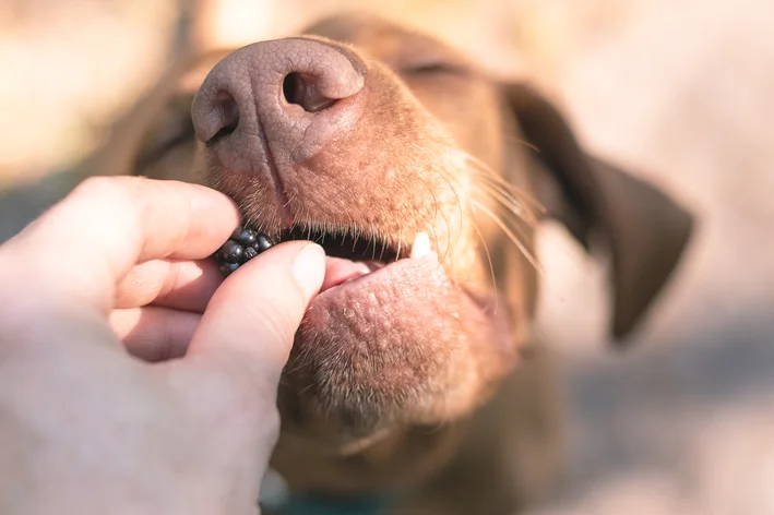 cachorro comendo uma amora