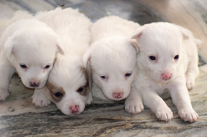 Cachorro cruzando: tudo o que você precisa saber!