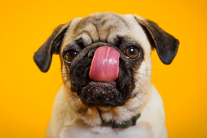 cachorro enjoa de ração