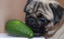 Descubra se o seu cachorro pode comer abacate