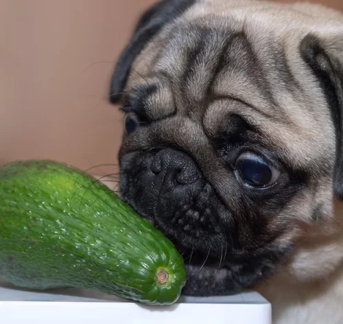 Descubra se o seu cachorro pode comer abacate