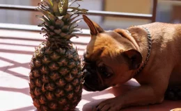 cachorro cheirando um abacaxi