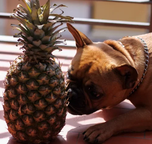 cachorro cheirando um abacaxi